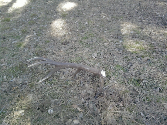 na taketo pohlady sa nezabuda