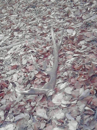 velkonočná abnormalitka