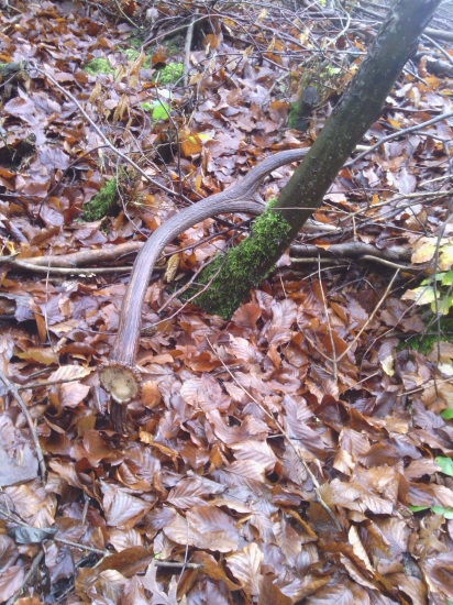 kamaratov desatoracik