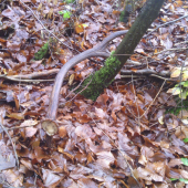 kamaratov desatoracik