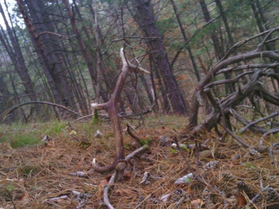 motanie sa po lese :)