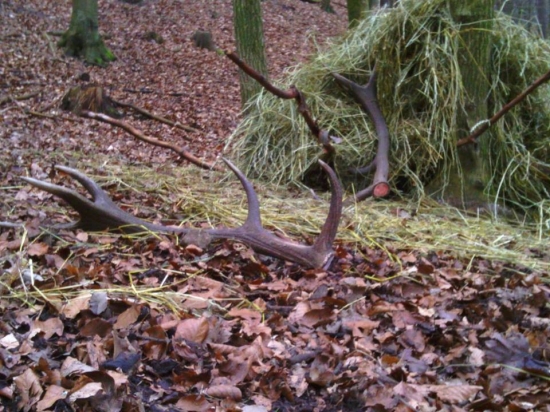 jedno krásne ráno :)