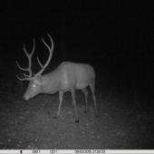 Prišiel na jabĺčka