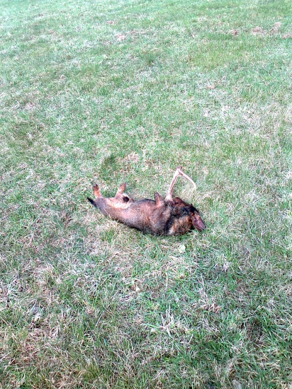 aj psík sa potešil