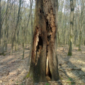 Bútľavý strom