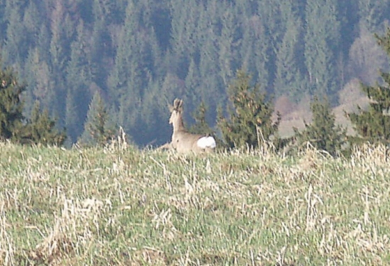 žeby parochniar