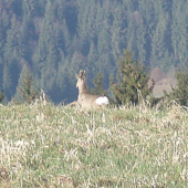 žeby parochniar