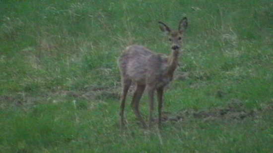 srna
