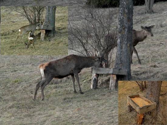 hostina