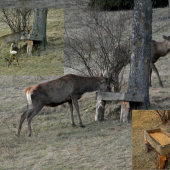 hostina