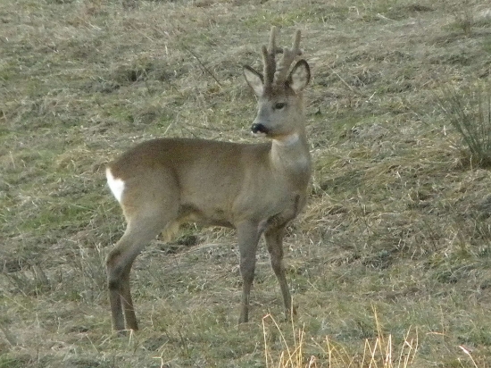 srnči krasavec