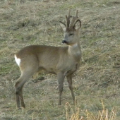 srnči krasavec