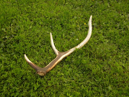 dnešny drobec ale potešil velmi