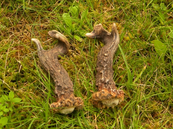 Raritna srnčia parka