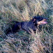 Hesy