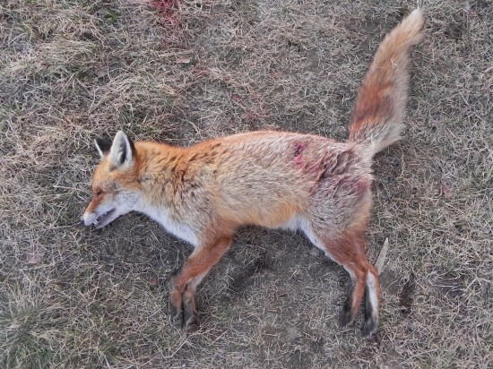 stávka o 1l borovičky