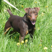 Zira