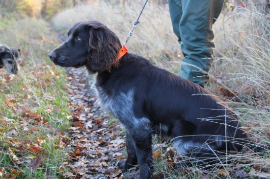 Čakáme na začiatok spoločnej polovačky