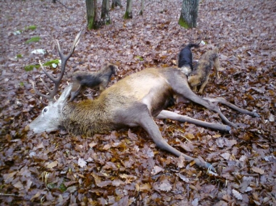 dohladanie postreleného jedinca