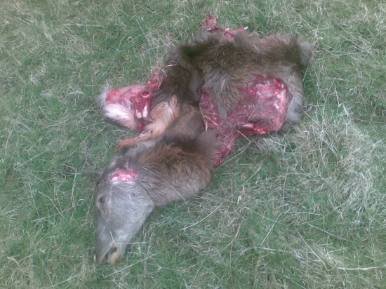 vlci stále vyčinajú