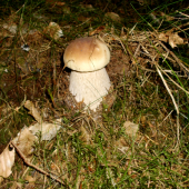 Hrib smrekovy