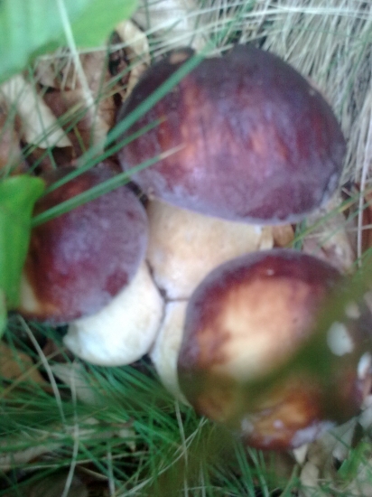 Aj taketo hriby zbieram