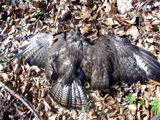 Smutny koniec dravca