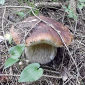 Pekny kusok