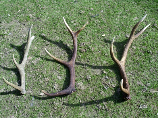 Na Jozefa aj keď staršie potešia