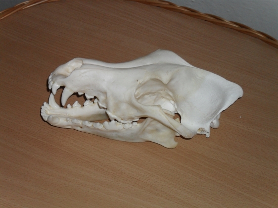 Vlcica