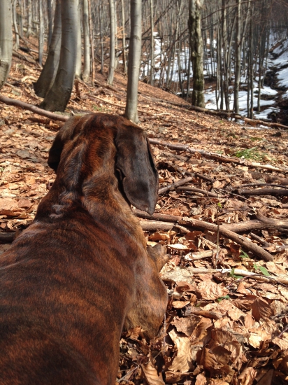 ... očami hannovera ...