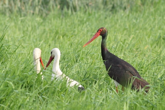 Bocian čierny (Ciconia nigra)