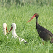 Bocian čierny (Ciconia nigra)