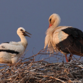 Mama, keď budem veľký...