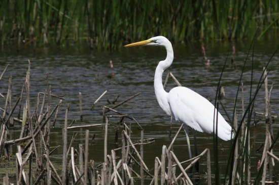 Volavka biela (Egretta alba)