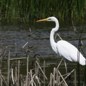 Volavka biela (Egretta alba)