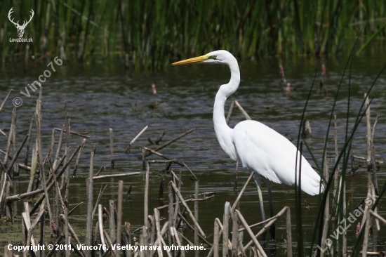Volavka biela (Egretta alba)