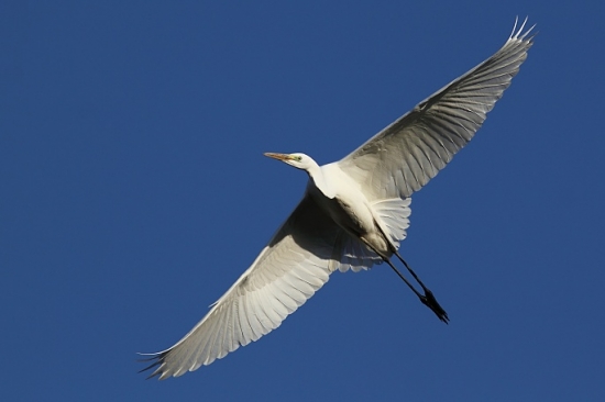 Volavka biela (Egretta alba)
