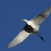 Volavka biela (Egretta alba)