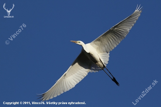 Volavka biela (Egretta alba)