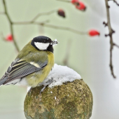 Prečo mizne sneh...