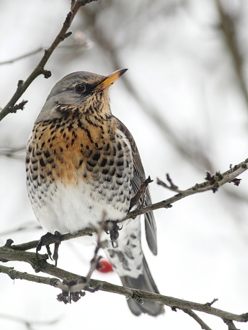 Drozd čvíkotavý (Turdus pilaris)