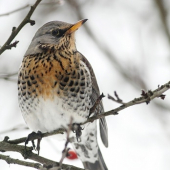 Drozd čvíkotavý (Turdus pilaris)