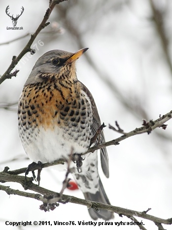 Drozd čvíkotavý (Turdus pilaris)