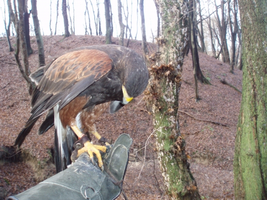 ..na novej rukavici :-)