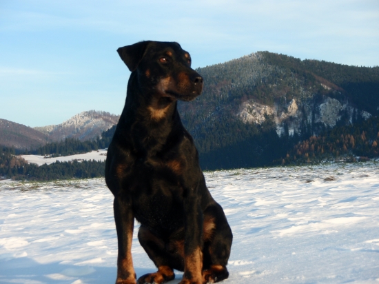 Naš havo, ktorý sa rád fotí...