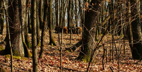 rodinka