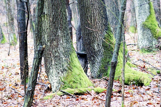 párik