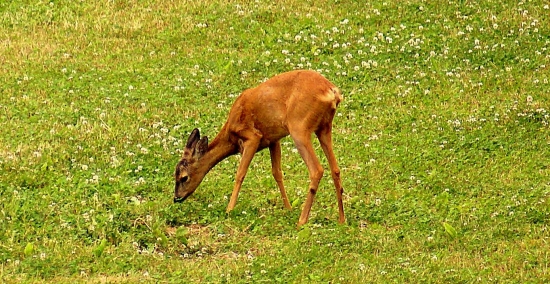 srnča