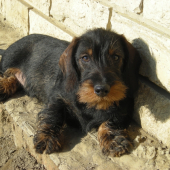 Alf